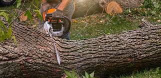  Victory Gardens, NJ Tree Services Pros