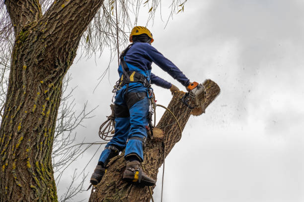 Best Tree Maintenance Programs  in Victory Gardens, NJ